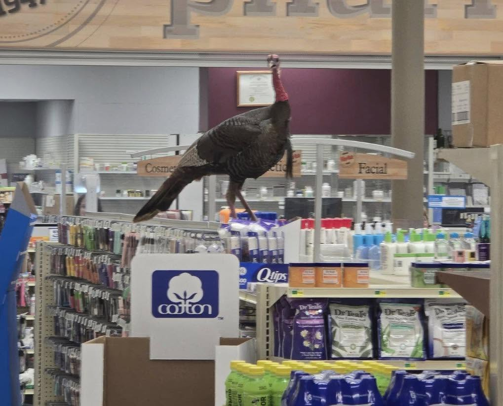 A live turkey in the Richmond Walmart